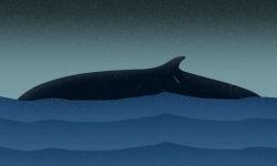 L'alè de la balena