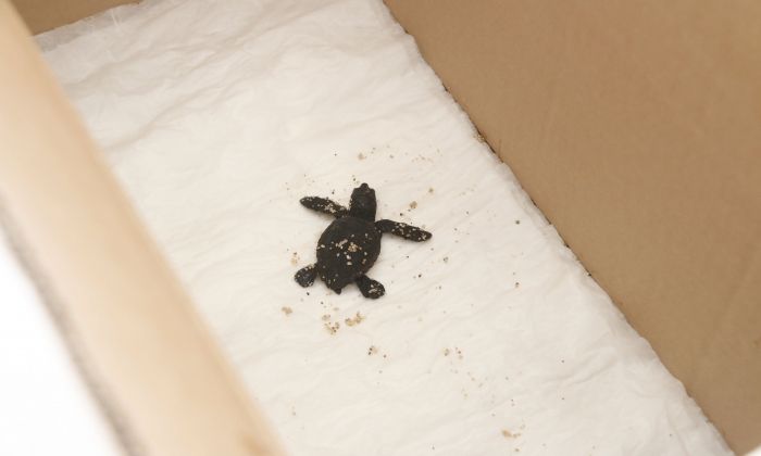 La primera cria de tortuga de la platja de Mataró