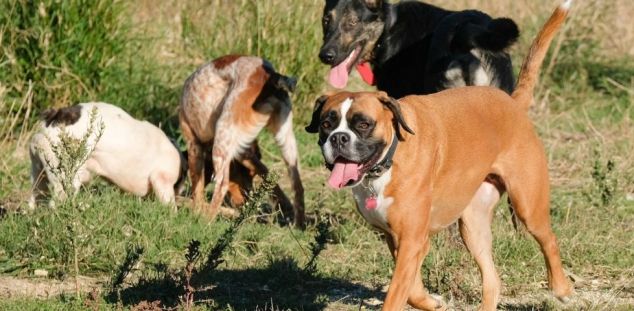 Gossos en un correcan com el de Rocafonda, en una imatge d'arxiu