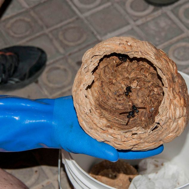 Detall d'un rusc de vespa asiàtica trobat a Mataró el 2018. Foto: ACN