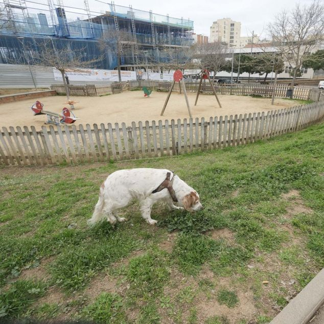 Parc de la Llibertat correcan gossos mascotes. Foto: R.Gallofré
