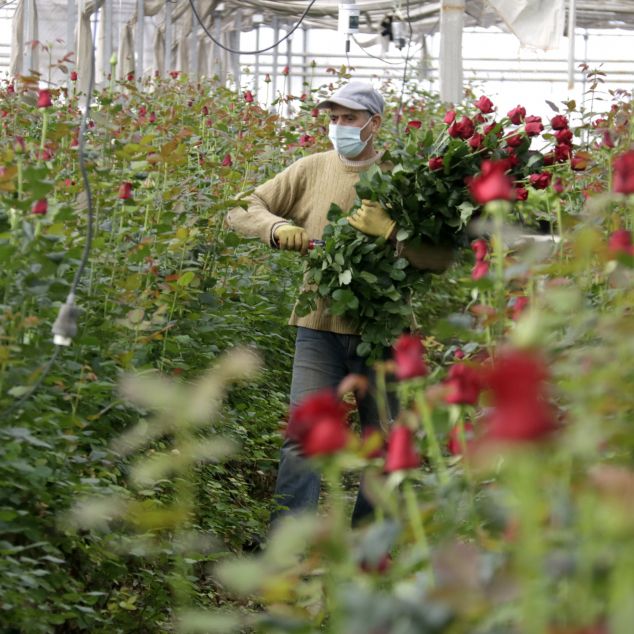 Un treballador recull roses per preparar la campanya de Sant Jordi