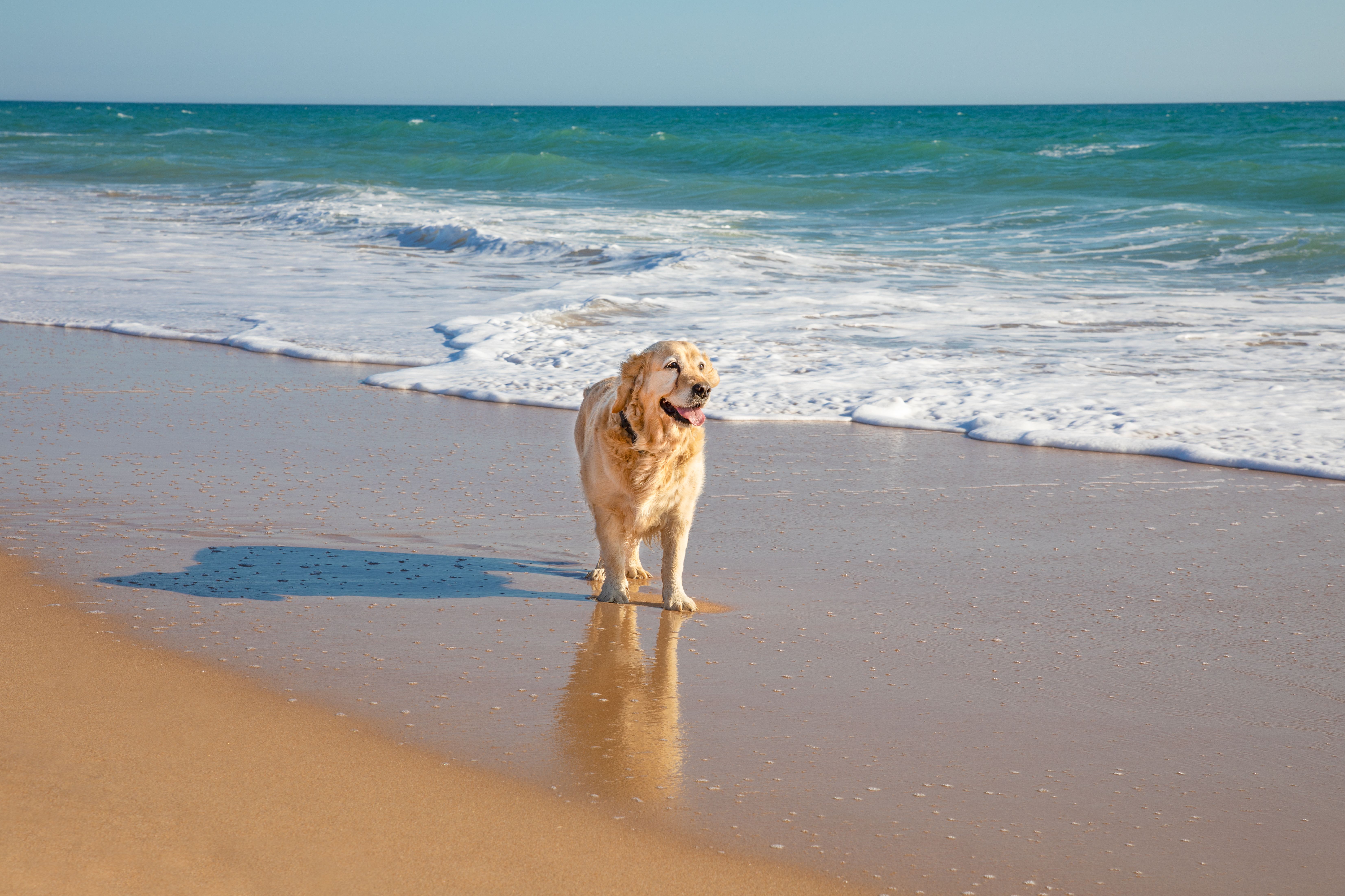 Variante Sede Tractor Unas treinta personas reclaman en Mataró el acceso con perros en todas las  playas