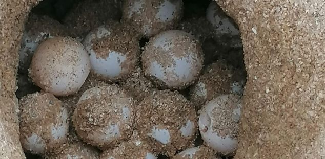 Els ous que ha posat la tortuga babaua a Arenys