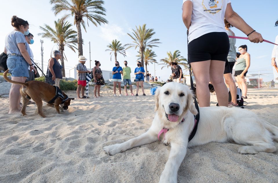 Gossos a la platja de Mataró, municipi que té normativa pròpia de benestar animal