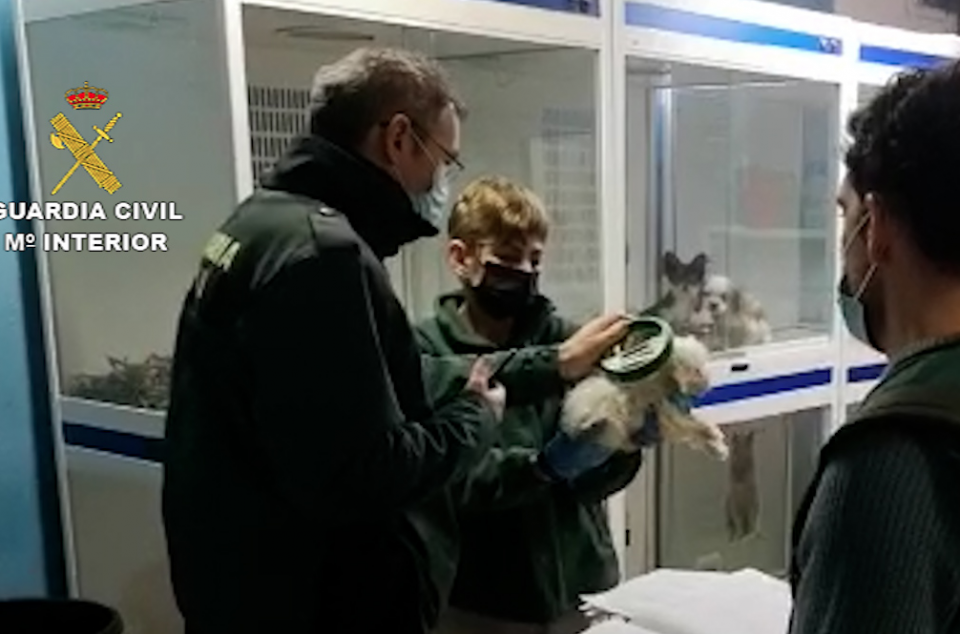 La Guàrdia Civil tanca una botiga de Mataró per tràfic il·legal d’animals