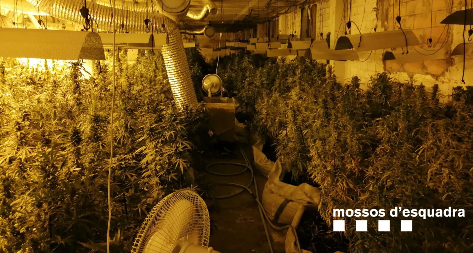 Desmantellen 1800 plantes de marihuana valldeix