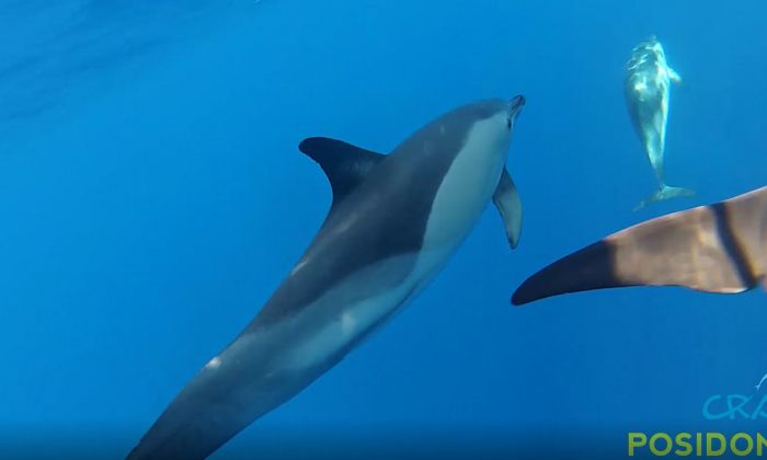 Captura de vídeo dels dofins a la costa de Mataró